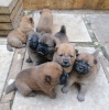 Photo №4. I will sell chow chow in the city of Kreivilä. private announcement - price - Is free