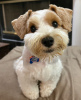 Photo №4. I will sell schnauzer in the city of York. breeder - price - 528$