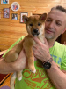 Photo №2 to announcement № 36802 for the sale of shiba inu - buy in Russian Federation private announcement