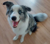 Additional photos: Border Collie / Blue merle / Show type / male / FCI / ZKwP