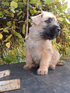Photo №2 to announcement № 4586 for the sale of soft-coated wheaten terrier - buy in Russian Federation from nursery, breeder