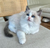 Photo №2 to announcement № 105106 for the sale of ragdoll - buy in United States private announcement