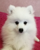 Photo №1. japanese spitz - for sale in the city of Baranovichi | negotiated | Announcement № 11012