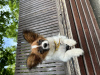 Photo №3. Papillon puppy. Girl. Pedigree. FCI. Poland