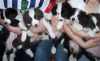 Photo №1. non-pedigree dogs - for sale in the city of Bamberg | Is free | Announcement № 118080