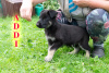 Additional photos: VEO Eastern Shepherd Puppies