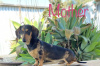 Photo №2 to announcement № 95710 for the sale of dachshund - buy in Poland private announcement
