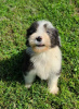 Photo №4. I will sell bearded collie in the city of Tennessee City.  - price - Is free