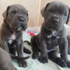 Additional photos: Cane corso puppies