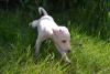 Photo №4. I will sell italian greyhound in the city of Brest. private announcement - price - 1500$