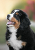 Photo №2 to announcement № 51769 for the sale of bernese mountain dog - buy in Russian Federation from nursery