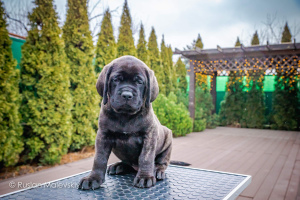 Additional photos: Gorgeous puppies from purebred parents of champions