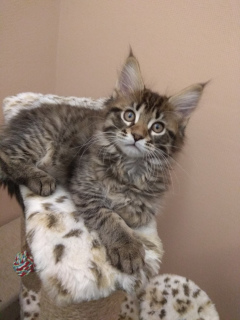 Photo №2 to announcement № 1052 for the sale of maine coon - buy in Belarus private announcement
