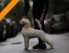 Photo №2 to announcement № 102077 for the sale of poodle (royal) - buy in Serbia breeder