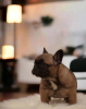 Additional photos: French bulldog