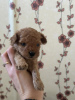 Photo №4. I will sell poodle (toy) in the city of Belgrade. breeder - price - negotiated