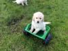 Photo №4. I will sell golden retriever in the city of Bonn. private announcement - price - 370$