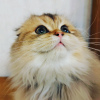 Photo №2 to announcement № 39200 for the sale of scottish fold - buy in Belarus from nursery