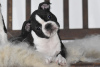 Photo №2 to announcement № 93002 for the sale of boston terrier - buy in Belgium breeder