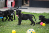 Photo №4. I will sell cane corso in the city of Loznica. breeder - price - negotiated