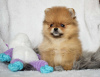 Photo №1. pomeranian - for sale in the city of Монс | Is free | Announcement № 121353