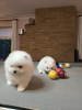 Photo №1. pomeranian - for sale in the city of Rylsk | 350$ | Announcement № 115147