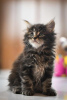 Additional photos: Maine Coon kittens