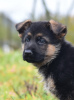 Photo №2 to announcement № 76632 for the sale of german shepherd - buy in Belarus private announcement