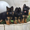 Photo №1. german shepherd - for sale in the city of Berlin | negotiated | Announcement № 118805