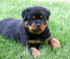 Photo №1. rottweiler - for sale in the city of Berlin | negotiated | Announcement № 97241