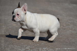 Photo №2 to announcement № 6035 for the sale of french bulldog - buy in Ukraine from nursery