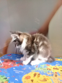 Photo №2 to announcement № 3970 for the sale of kurilen bobtail - buy in Russian Federation breeder