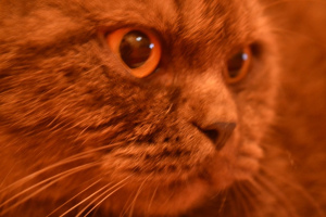 Additional photos: Chocolate smoky cat
