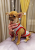 Photo №3. handsome red chihuahua gsh boy. Russian Federation