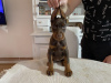 Additional photos: DOBERMAN puppies