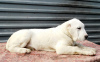 Photo №4. I will sell central asian shepherd dog in the city of Москва. breeder - price - 525$