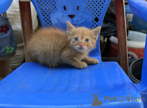 Additional photos: Ginger kitten