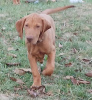 Photo №3. Beautiful Hungarian Vizsla puppy. Hungary