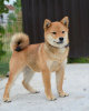 Photo №3. Shiba Inu puppies. Serbia