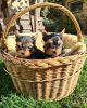 Additional photos: MINI YORKSHIRE TERRIER