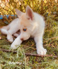 Additional photos: Children Siberian husky