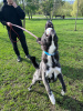 Additional photos: Handsome mixed-breed husky Cosmos is looking for a home!