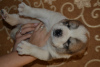 Additional photos: Lovely Central Asian Shepherd puppies from an excellent pair!