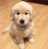 Photo №2 to announcement № 66240 for the sale of golden retriever - buy in Germany private announcement, breeder