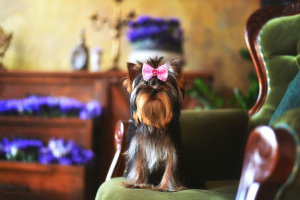 Photo №4. I will sell yorkshire terrier in the city of Kiev. from nursery, breeder - price - 1625$