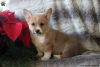 Photo №2 to announcement № 63527 for the sale of welsh corgi - buy in United States 