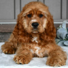Photo №1. english cocker spaniel - for sale in the city of Bogotá | 200$ | Announcement № 45706