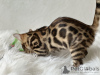 Photo №3. Gorgeous Bengal boys for breeding. United States