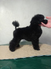 Photo №1. poodle (toy) - for sale in the city of Бердичев | 2113$ | Announcement № 40313