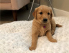 Photo №1. golden retriever - for sale in the city of Texas City | 500$ | Announcement № 56558